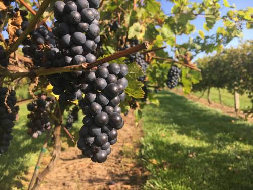 Close-up of ripe black grapes hanging from a vine in a sunny vineyard, with green grass and rows of vines in the background.