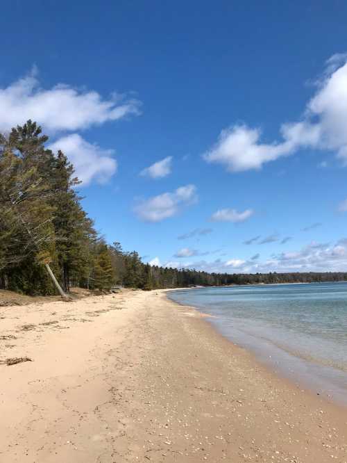 A sandy beach lined with trees under a blue sky with scattered clouds, beside calm water.