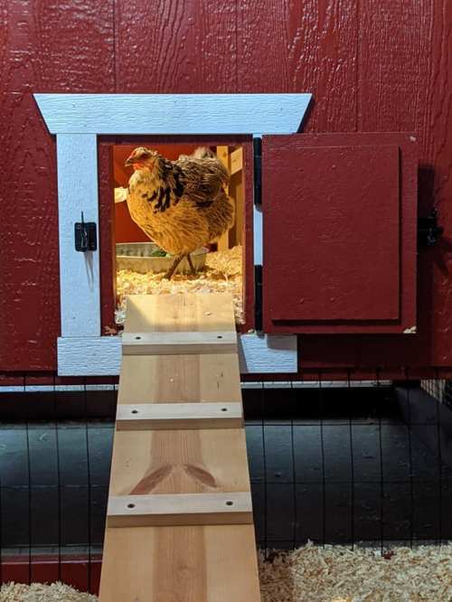 A chicken stands at the entrance of a red barn, with a wooden ramp leading inside.