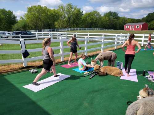 A group of people practicing yoga outdoors with llamas and alpacas on a green mat surrounded by a white fence.