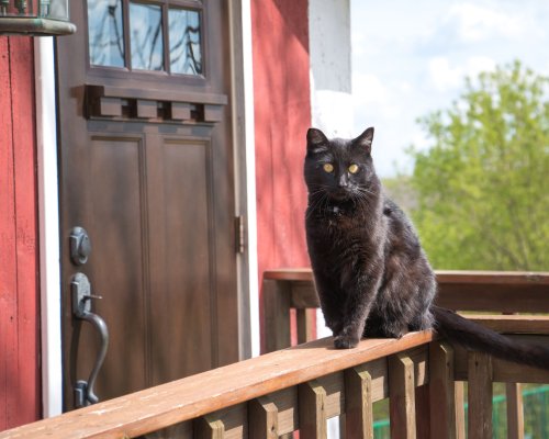A black cat with bright yellow eyes sits on a wooden railing in front of a red house and a door.