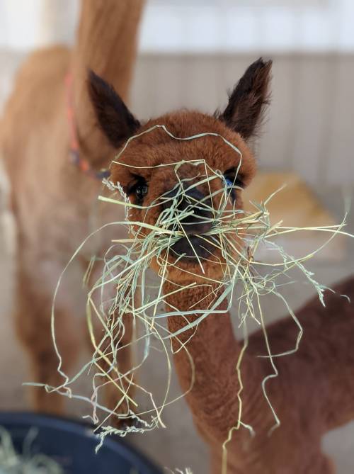 A young alpaca with brown fur is munching on hay, with strands of hay sticking out of its mouth.