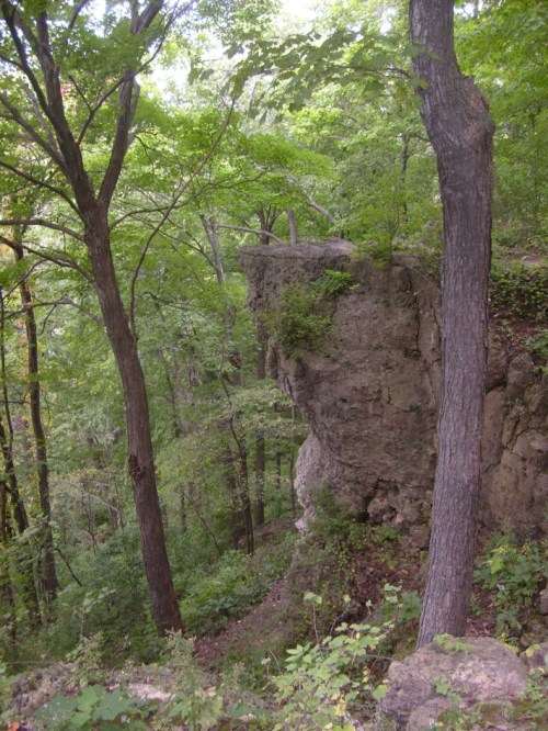 A rocky cliff surrounded by lush green trees in a dense forest.