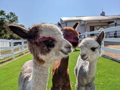 Three friendly alpacas with varying fur colors stand together on green grass, with a building in the background.