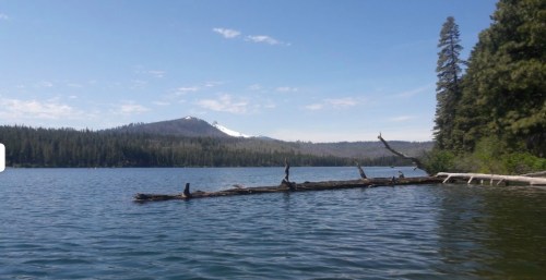 A serene lake surrounded by trees and mountains, with a log partially submerged in the water under a clear blue sky.