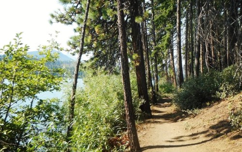 A serene forest path lined with tall trees and greenery, leading to a calm lake in the background.