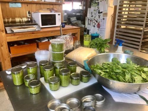 A kitchen counter with jars of green pesto, fresh basil, and ingredients for cooking, including a colander and containers.