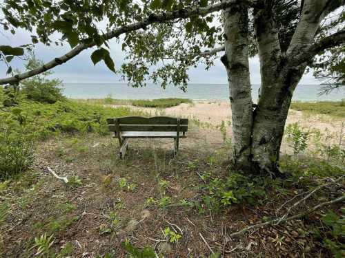 A wooden bench under a tree, facing a sandy beach and calm water in the distance, surrounded by greenery.