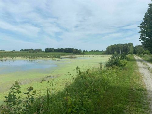 A serene landscape featuring a calm waterway covered in green algae, bordered by lush vegetation and a gravel path.