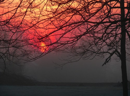 Silhouetted branches against a vibrant orange and red sunset, with a misty landscape in the background.