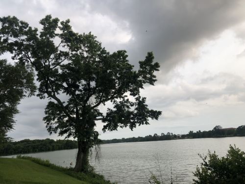 A large tree stands by a calm lake under a cloudy sky, with greenery lining the shore.