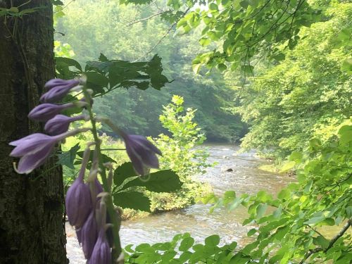 A serene river flows through a lush green forest, with purple flowers in the foreground.