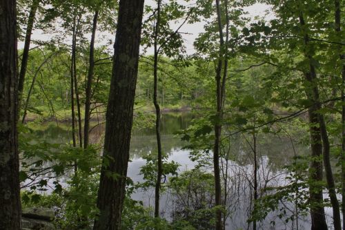 A serene forest scene with trees surrounding a calm, reflective pond.