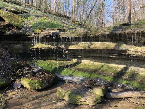 A serene forest scene featuring a moss-covered rock wall with gentle water cascading down into a small stream.