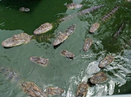 A group of alligators swimming in murky green water, some partially submerged and others floating on the surface.