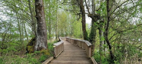A wooden boardwalk winding through a lush, green forest with trees on either side.