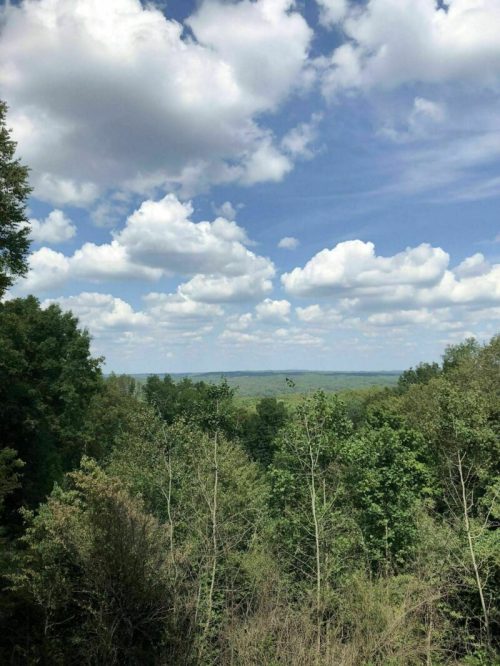 A scenic view of lush green trees under a bright blue sky with fluffy white clouds.