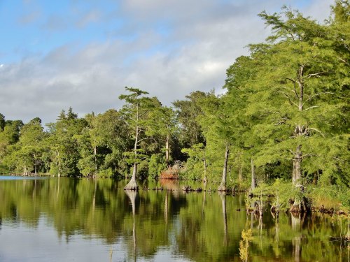 A serene lake surrounded by lush green trees, reflecting the sky and foliage in calm waters.