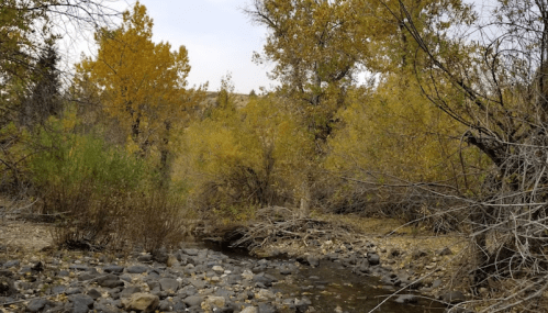 A serene stream flows through a landscape of autumn trees with golden leaves and rocky banks.