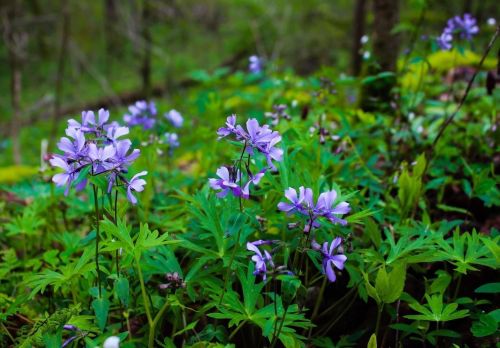 A cluster of delicate purple flowers surrounded by lush green foliage in a forest setting.