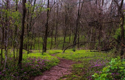 A winding dirt path through a forest with sparse trees and vibrant purple flowers blooming on the ground.