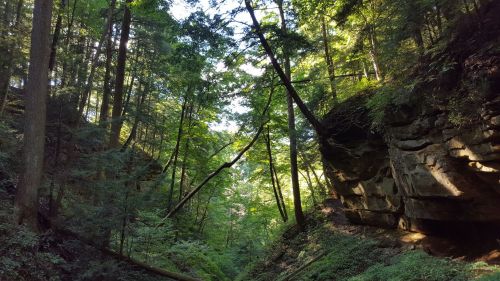 A serene forest scene with tall trees and rocky cliffs, illuminated by soft sunlight filtering through the leaves.