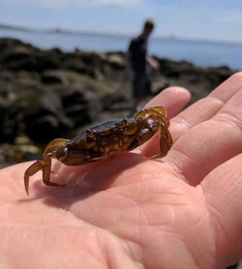 A small crab perched on a person's hand, with a blurred figure and ocean in the background.