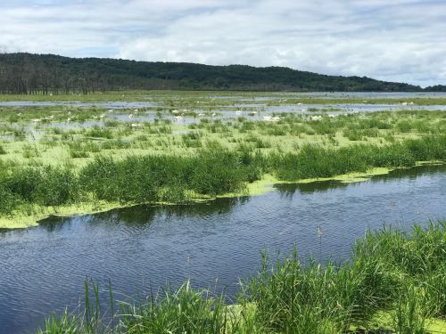 Lush green wetlands with a calm waterway, surrounded by distant hills under a cloudy sky.