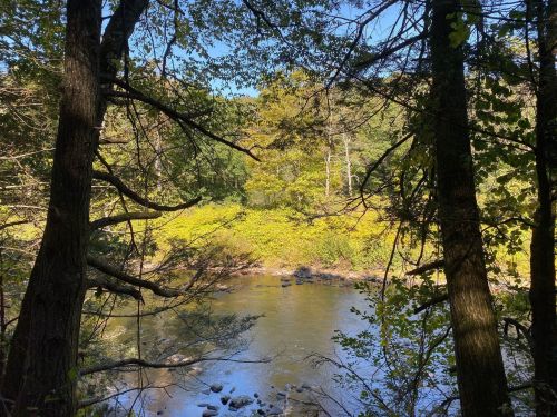 A serene river scene framed by trees, with lush greenery and clear blue skies in the background.