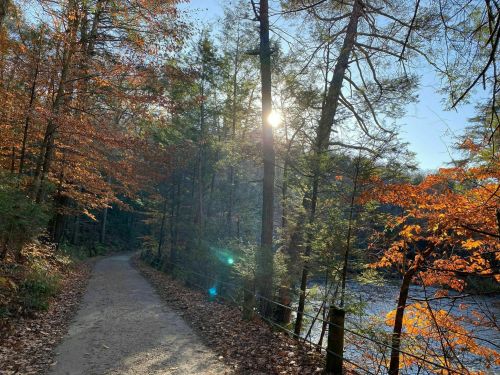 A serene path through autumn trees, with sunlight filtering through the leaves by a river.