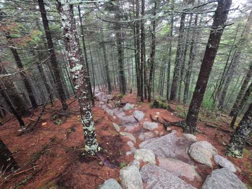 A rocky path winds down through a dense forest of tall trees, with a misty atmosphere and fallen leaves on the ground.