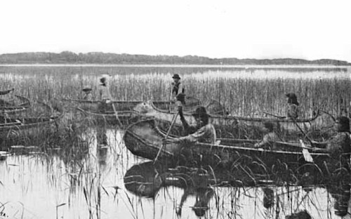 Black and white image of people in canoes navigating through tall reeds on a calm waterway.