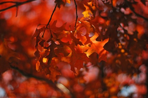 Vibrant red and orange autumn leaves against a blurred background, capturing the essence of fall foliage.