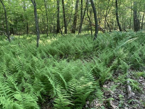 Lush green ferns blanket the forest floor, surrounded by trees in a serene woodland setting.