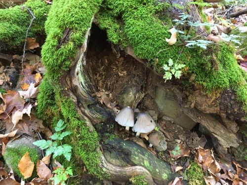 A close-up of a moss-covered tree stump with two mushrooms growing at its base, surrounded by fallen leaves and greenery.