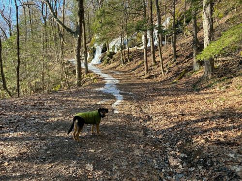 A dog in a green coat stands on a forest path with trees and a small waterfall in the background.