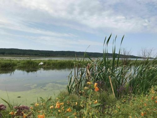 A serene wetland scene with tall grasses, wildflowers, and a calm water surface under a cloudy sky.
