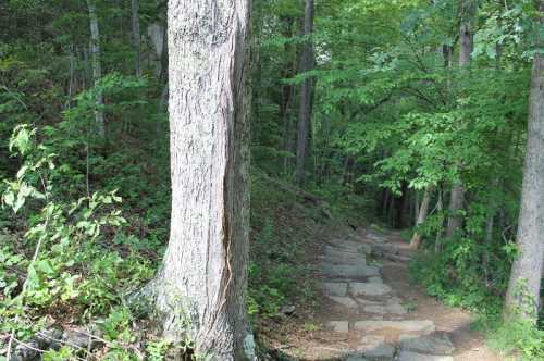 A stone path winding through a lush green forest with tall trees and dense foliage on either side.