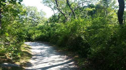 A winding dirt path surrounded by lush green foliage and trees on a sunny day.