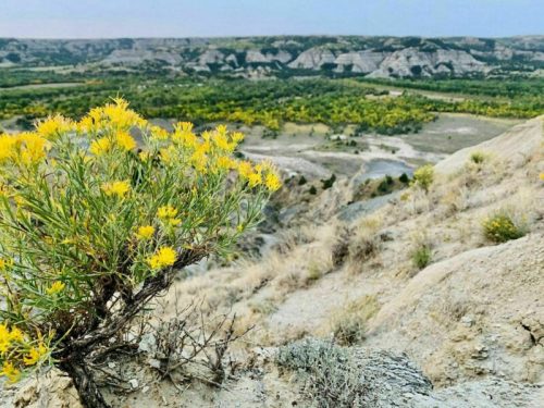 A vibrant yellow flower blooms on a hillside, overlooking a lush green valley and distant rugged terrain.