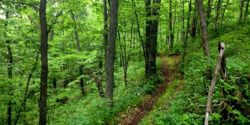 A lush green forest with a narrow dirt path winding through tall trees and dense foliage.