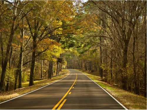 A winding road surrounded by trees with autumn foliage, creating a serene and picturesque landscape.