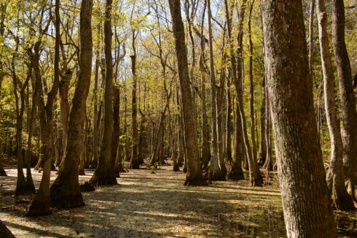 A serene forest scene with tall trees and a swampy ground, illuminated by soft sunlight filtering through the leaves.