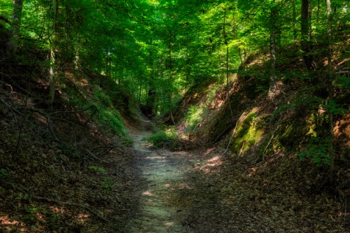 A serene forest path surrounded by lush green trees and earthy, leaf-covered ground.