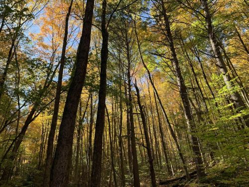 Tall trees with vibrant autumn leaves against a clear blue sky in a serene forest setting.