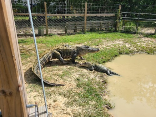 A large alligator and a smaller one near a muddy pond, surrounded by grass and a fenced area.