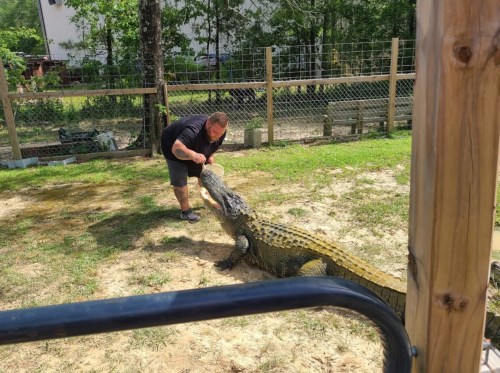 A person feeding a large crocodile in a fenced outdoor area with grass and trees.