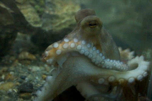 An octopus with prominent suckers on its arms, resting on the ocean floor among rocks.
