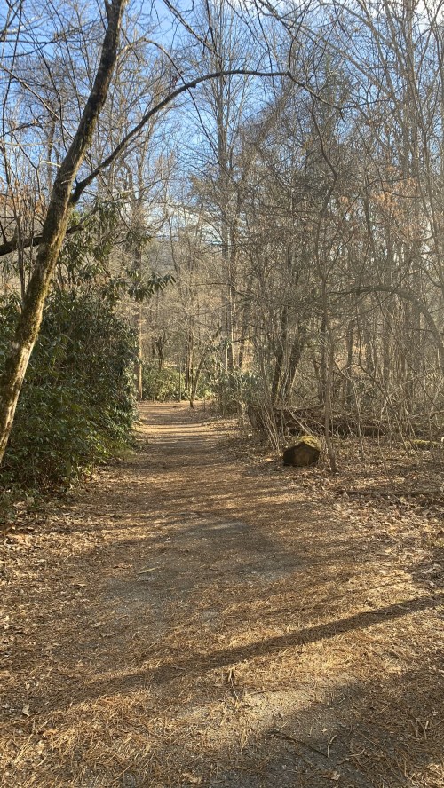 A serene forest path surrounded by bare trees and underbrush, with sunlight filtering through the branches.