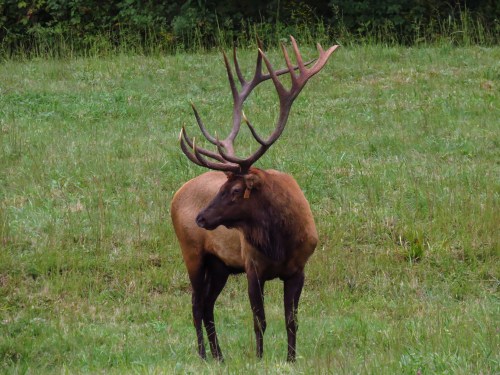 A majestic elk with large antlers stands in a grassy field, surrounded by greenery.
